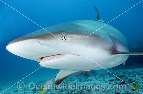 Caribbean Reef Shark (Carcharhinus perezi). St Maarten, Caribbean Sea Photo - Andy Murch Caribbean Reef Shark (Carcharhinus perezi). St Maarten, Caribbean Sea Photo - Andy Murch