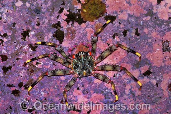 Shore Crab (Percnon quinotae). Also known as Huntsman Crab. Bali, Indonesia Photo - Gary Bell Shore Crab (Percnon quinotae). Also known as Huntsman Crab. Bali, Indonesia Photo - Gary Bell