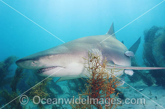 Lemon Shark (Negaprion brevirostris). Tiger Beach, Bahamas, Caribbean Sea, Atlantic Ocean. Photo - Andy Murch