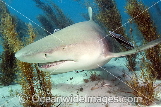 Lemon Shark (Negaprion brevirostris). Tiger Beach, Bahamas, Caribbean Sea, Atlantic Ocean. Photo - Andy Murch