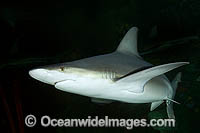 Sandbar Shark Carcharhinus plumbeus swimming at night Photo - Andy Murch