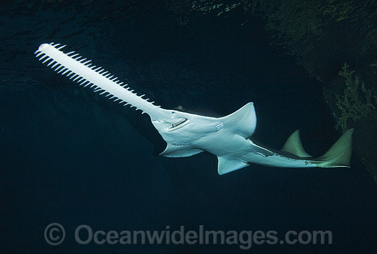 Green Sawfish (Pristis zijsron). Also known as Dindagubba, Narrowsnout sawfish and Sawfish. Found in salt, brackish and freshwater habitats in the Indo-Pacific from India to Australia. Photo - Andy Murch Green Sawfish (Pristis zijsron). Also known as Dindagubba, Narrowsnout sawfish and Sawfish. Found in salt, brackish and freshwater habitats in the Indo-Pacific from India to Australia. Photo - Andy Murch