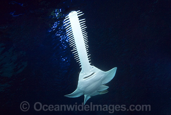 Green Sawfish (Pristis zijsron). Also known as Dindagubba, Narrowsnout sawfish and Sawfish. Found in salt, brackish and freshwater habitats in the Indo-Pacific from India to Australia. Photo - Andy Murch Green Sawfish (Pristis zijsron). Also known as Dindagubba, Narrowsnout sawfish and Sawfish. Found in salt, brackish and freshwater habitats in the Indo-Pacific from India to Australia. Photo - Andy Murch