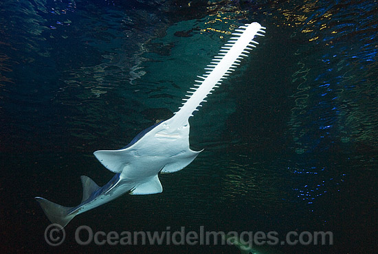Green Sawfish (Pristis zijsron). Also known as Dindagubba, Narrowsnout sawfish and Sawfish. Found in salt, brackish and freshwater habitats in the Indo-Pacific from India to Australia. Photo - Andy Murch