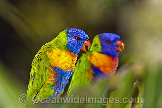 Pair of Rainbow Lorikeets (Trichoglossus haematodus) - male and female. Coffs Harbour, New South Wales, Australia Photo - Gary Bell Pair of Rainbow Lorikeets (Trichoglossus haematodus) - male and female. Coffs Harbour, New South Wales, Australia Photo - Gary Bell