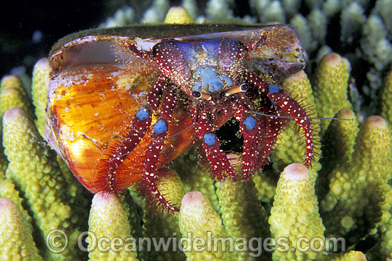 Hermit Crab (Dardanus guttatus) - living in a cone shell. Bali, Indonesia Photo - Gary Bell Hermit Crab (Dardanus guttatus) - living in a cone shell. Bali, Indonesia Photo - Gary Bell