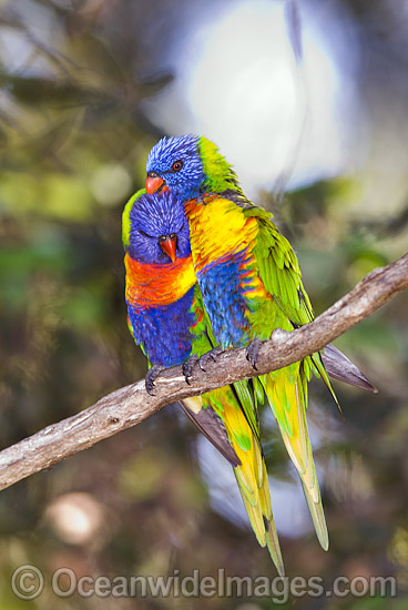 Pair of Rainbow Lorikeets (Trichoglossus haematodus) - male and female. Coffs Harbour, New South Wales, Australia Photo - Gary Bell Pair of Rainbow Lorikeets (Trichoglossus haematodus) - male and female. Coffs Harbour, New South Wales, Australia Photo - Gary Bell