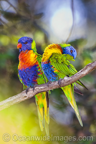 Rainbow Lorikeets Trichoglossus haematodus photo