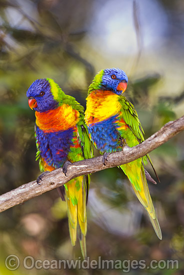 Rainbow Lorikeets photo