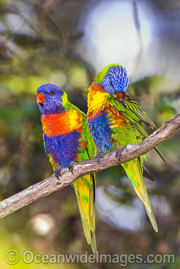 Pair of Rainbow Lorikeets (Trichoglossus haematodus) - male and female. Coffs Harbour, New South Wales, Australia Photo - Gary Bell