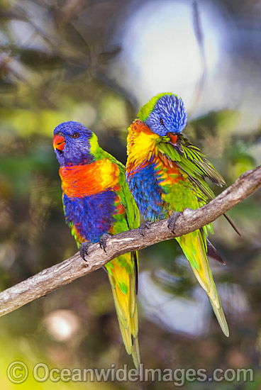 Pair of Rainbow Lorikeets (Trichoglossus haematodus) - male and female. Coffs Harbour, New South Wales, Australia Photo - Gary Bell Pair of Rainbow Lorikeets (Trichoglossus haematodus) - male and female. Coffs Harbour, New South Wales, Australia Photo - Gary Bell