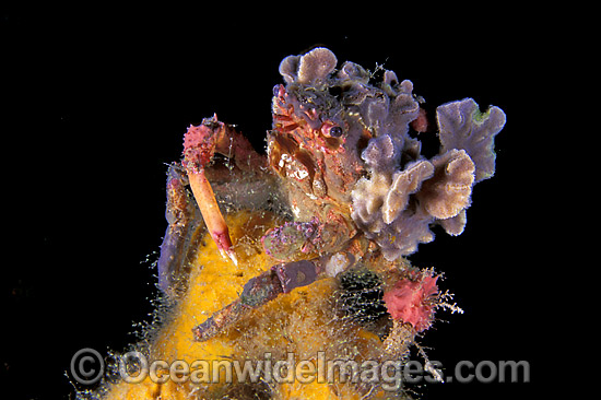 Spider Crab (Schizophrys aspera) - covered with bryozoan. Edithburgh, South Australia Photo - Gary Bell Spider Crab (Schizophrys aspera) - covered with bryozoan. Edithburgh, South Australia Photo - Gary Bell
