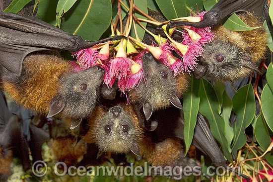 Grey-headed Flying-foxes (Pteropus poliocephalus) - feeding on pollen and flower of Eucalypt Flowering Gum tree. Also known as Fruit Bat, Grey-headed Wing-foot and Megabat. Coffs Harbour, NSW, Australia. Listed as Vulnerable species. Photo - Gary Bell