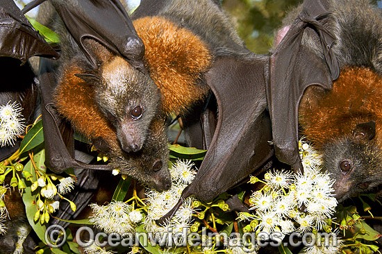 Fruit bat feeding on pollen photo