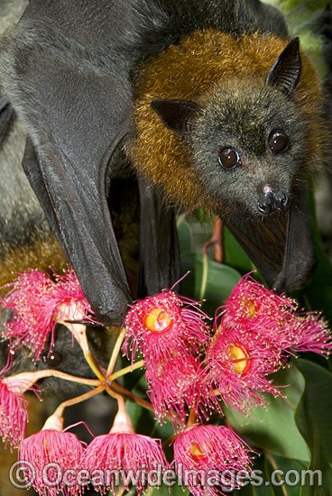 Grey-headed Flying-fox (Pteropus poliocephalus) - feeding on pollen and flower of Eucalypt Flowering Gum tree. Also known as Fruit Bat, Grey-headed Wing-foot and Megabat. Coffs Harbour, NSW, Australia. Listed as Vulnerable species. Photo - Gary Bell