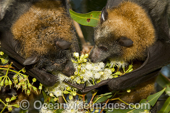 Grey-headed Flying-foxes (Pteropus poliocephalus) - feeding on pollen and flower of Ironbark Eucalyptus tree. Also known as Fruit Bat, Grey-headed Wing-foot and Megabat. Coffs Harbour, NSW, Australia. Listed as Vulnerable species. Photo - Gary Bell Grey-headed Flying-foxes (Pteropus poliocephalus) - feeding on pollen and flower of Ironbark Eucalyptus tree. Also known as Fruit Bat, Grey-headed Wing-foot and Megabat. Coffs Harbour, NSW, Australia. Listed as Vulnerable species. Photo - Gary Bell