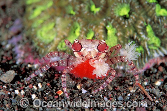 Boxer Crab (Lybia tessellata) - female with eggs. Note: stinging Sea Anemones held in claws for use in defence. Bali, Indonesia Photo - Gary Bell