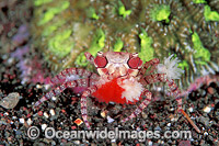 Boxer Crab Lybia tessellata Photo - Gary Bell