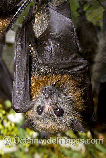 Grey-headed Flying-fox (Pteropus poliocephalus). Also known as Fruit Bat, Grey-headed Wing-foot and Megabat. Woolgoolga, NSW, Australia. Listed as Vulnerable species. Photo - Gary Bell