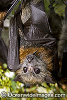 Fruit bat feeding on pollen Photo - Gary Bell