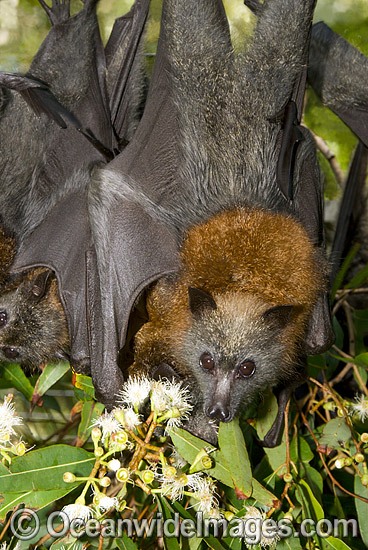 Grey-headed Flying-fox (Pteropus poliocephalus) - feeding on pollen and flower of Ironbark Eucalyptus tree. Also known as Fruit Bat, Grey-headed Wing-foot and Megabat. Coffs Harbour, NSW, Australia. Listed as Vulnerable species. Photo - Gary Bell