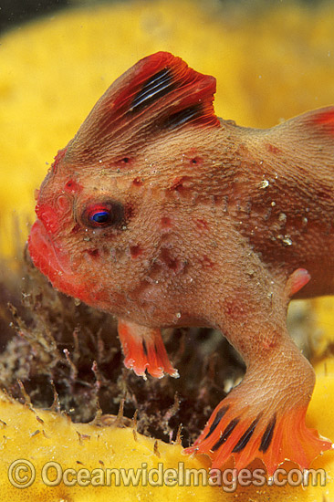 Red Handfish Thymichthys politus photo Red Handfish Thymichthys politus photo