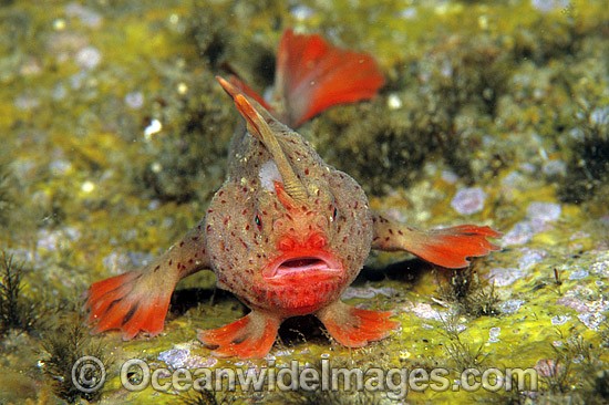 Red Handfish (Thymichthys politus). Endemic to the shallow estuaries of Tasmania, Australia. Photo taken on the Tasman Peninsula. Classified as Critically Endangered on the IUCN Red List. Photo - Gary Bell