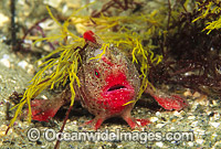 Red Handfish Photo - Gary Bell