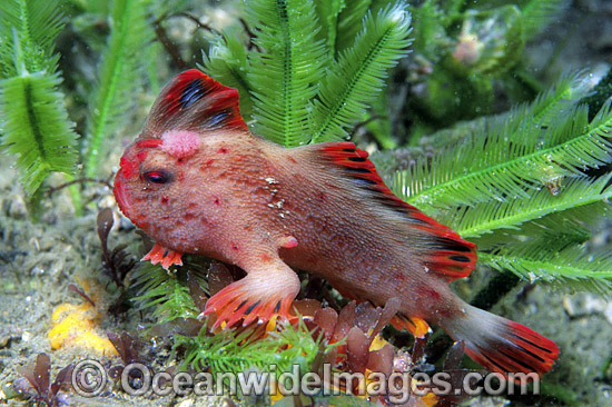 Red Handfish Thymichthys politus photo