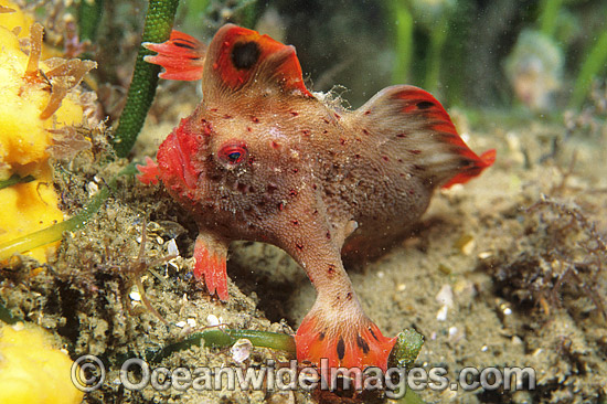 Red Handfish (Thymichthys politus). Endemic to the shallow estuaries of Tasmania, Australia. Photo taken on the Tasman Peninsula. Classified as Critically Endangered on the IUCN Red List. Photo - Gary Bell Red Handfish (Thymichthys politus). Endemic to the shallow estuaries of Tasmania, Australia. Photo taken on the Tasman Peninsula. Classified as Critically Endangered on the IUCN Red List. Photo - Gary Bell