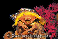 Fringed Sponge Crab with Sponge Photo - Gary Bell