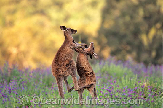 Eastern Grey Kangaroo (Macropus giganteus) - two sparring young males. Warrumbungle National Park, New South Wales, Australia Photo - Gary Bell Eastern Grey Kangaroo (Macropus giganteus) - two sparring young males. Warrumbungle National Park, New South Wales, Australia Photo - Gary Bell
