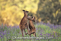 Eastern Grey Kangaroo sparring Photo - Gary Bell