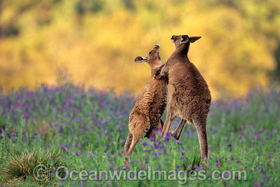 Eastern Grey Kangaroo (Macropus giganteus) - two sparring young males. Warrumbungle National Park, New South Wales, Australia Photo - Gary Bell