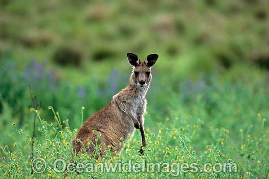 Eastern Grey Kangaroo photo