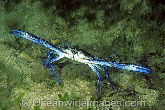 Blue Swimmer Crab Portunus pelagicus photo