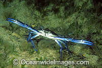 Blue Swimmer Crab Portunus pelagicus Photo - Gary Bell