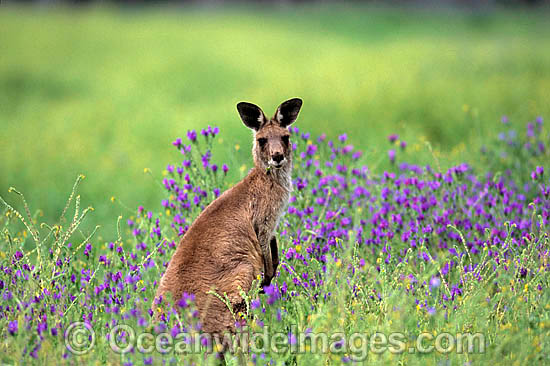 Eastern Grey Kangaroo photo