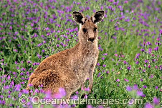 Eastern Grey Kangaroo photo