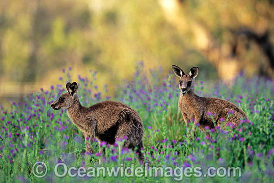 Eastern Grey Kangaroo Macropus giganteus photo