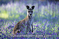 Eastern Grey Kangaroo Photo - Gary Bell