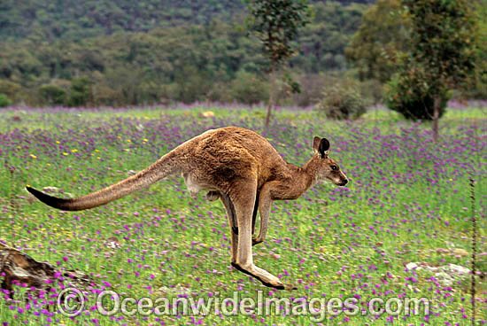 Eastern Grey Kangaroo Macropus giganteus photo