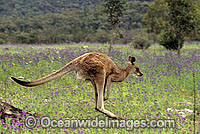 Eastern Grey Kangaroo Macropus giganteus Photo - Gary Bell