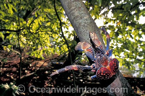 Coconut Crab Birgus latro in Pisonia forest photo