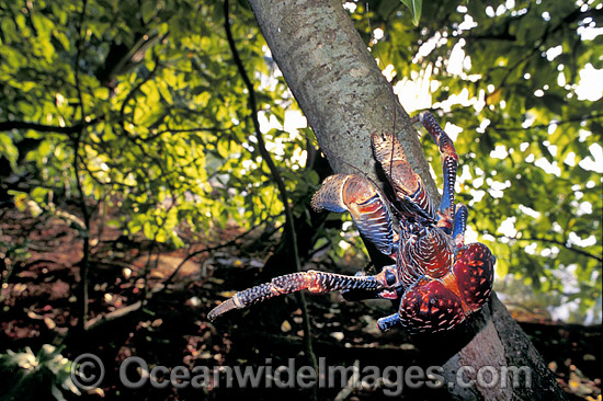 Coconut Crab Birgus latro in Pisonia forest photo Coconut Crab Birgus latro in Pisonia forest photo
