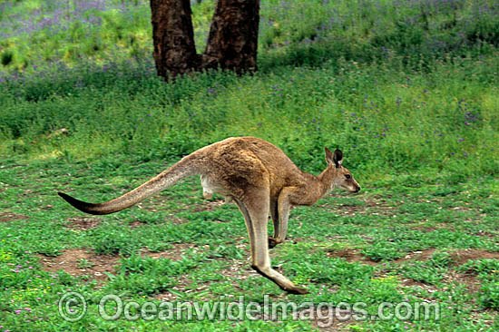 Eastern Grey Kangaroo (Macropus giganteus) - male hopping. Warrumbungle National Park, New South Wales, Australia Photo - Gary Bell