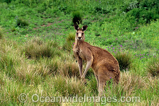 Eastern Grey Kangaroo photo