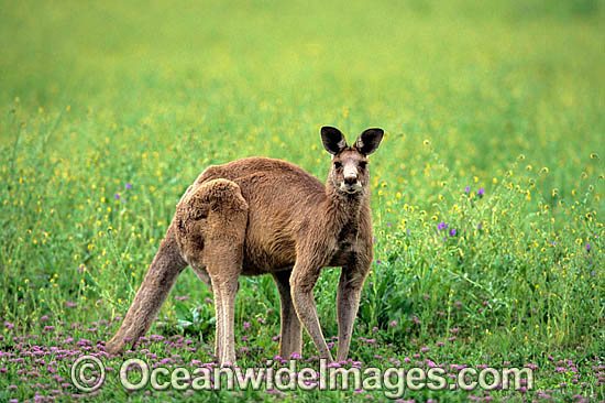 Eastern Grey Kangaroo Macropus giganteus photo