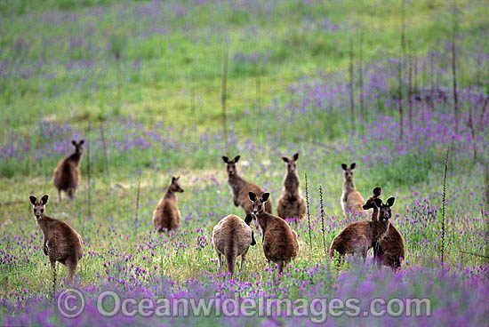 Eastern Grey Kangaroo mob photo