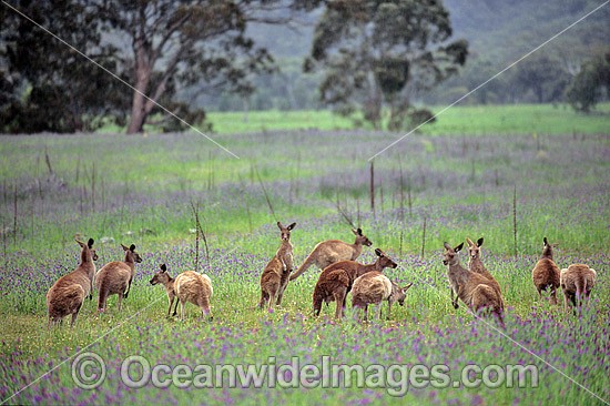 Eastern Grey Kangaroo mob photo